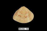 藏品(花蛤)的圖片